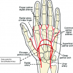 Radial Artery