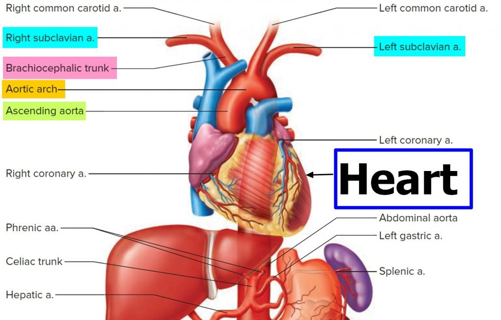 Subclavian artery