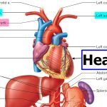 Subclavian artery