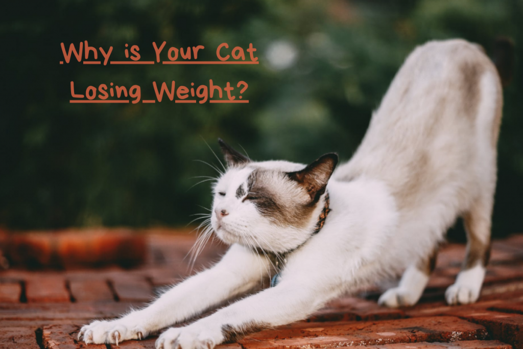Cat Losing Weight