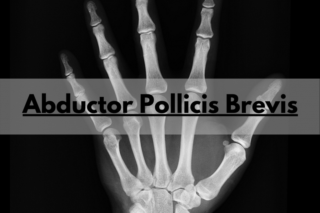 abductor pollicis brevis