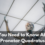 pronator quadratus