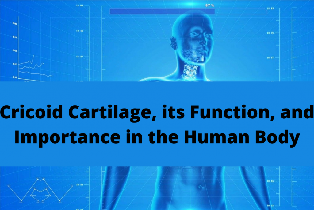 cricoid cartilage