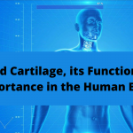 cricoid cartilage