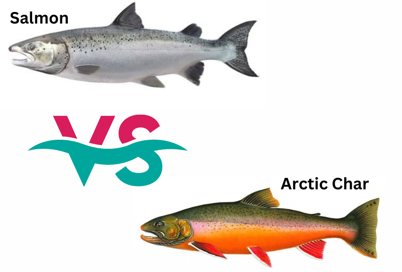 Arctic Char vs Salmon