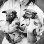 Identifying Littermate Syndrome: Recognizing the Signs and Symptoms