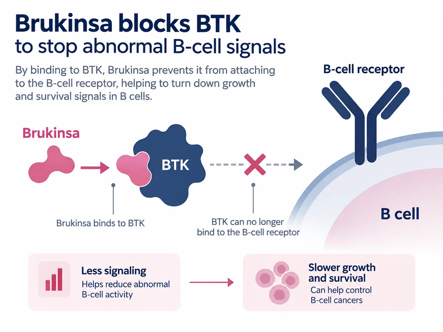 Diagram of Brukinsa blocking the BTK enzyme on a B-cell