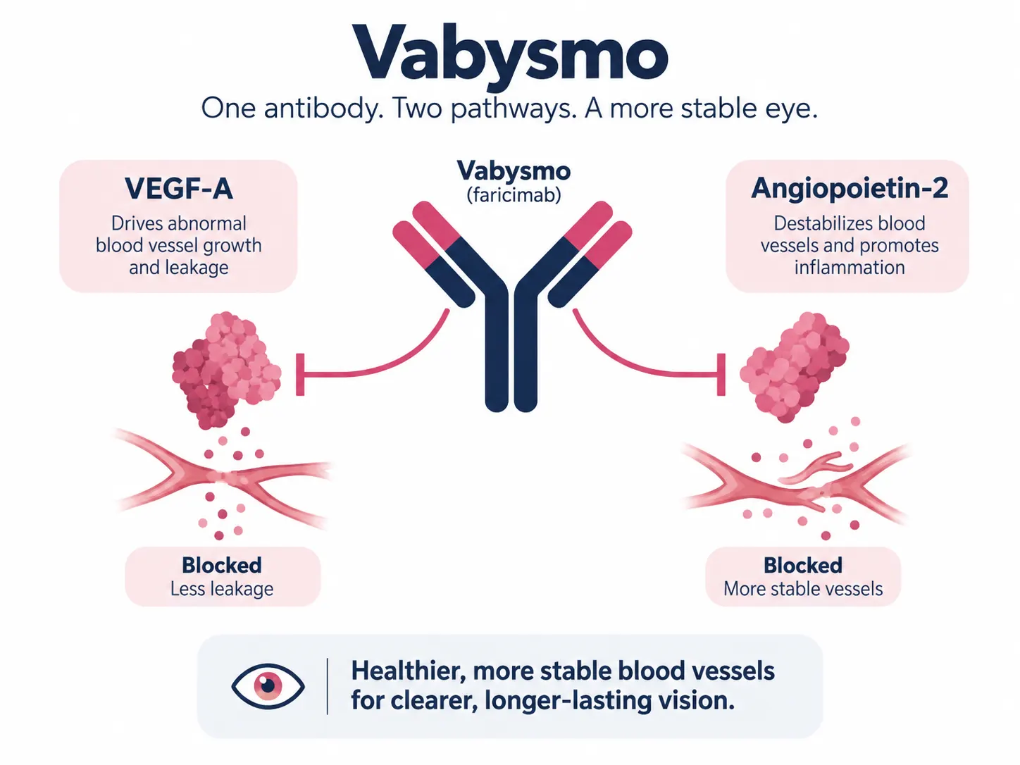 Diagram showing Vabysmo blocking both VEGF-A and angiopoietin-2 pathways